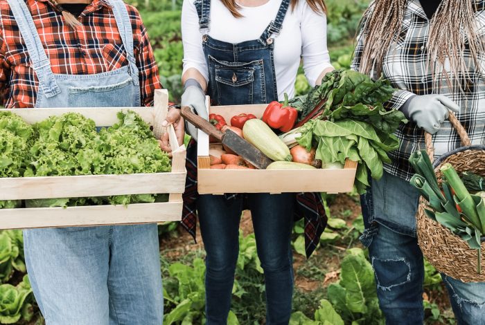 Multi generational farmer team holding wood boxes with fresh organic vegetables - Main focus on center box